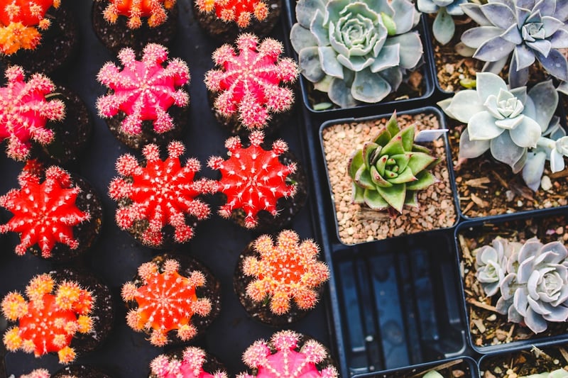DIY Succulent Wall Art